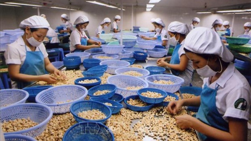 EVFTA helps boost Vietnam’s cashew nut export to France